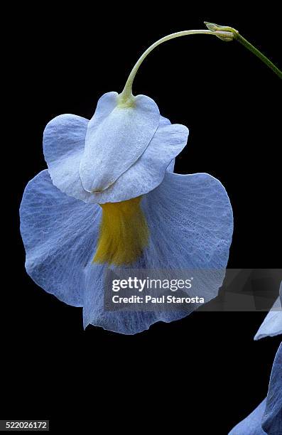 utricularia alpina (bladderwort) - flower - erba vescica foto e immagini stock