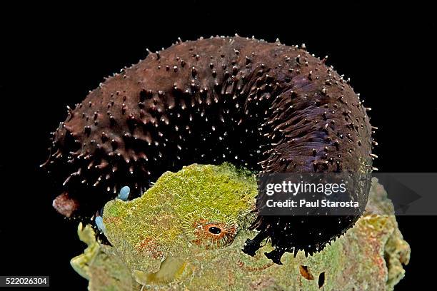 holothuria atra (black sea cucumber, lollyfish) - holothuria stock pictures, royalty-free photos & images