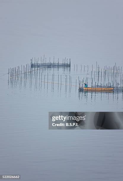 dawn view of fish traps on lake biwa, japan - omi stock pictures, royalty-free photos & images