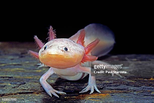 ambystoma mexicanum f. leucistic (axolotl) - salamandra fotografías e imágenes de stock