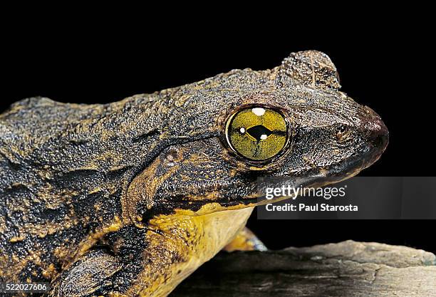 conraua goliath (giant frog) - frosch stock-fotos und bilder