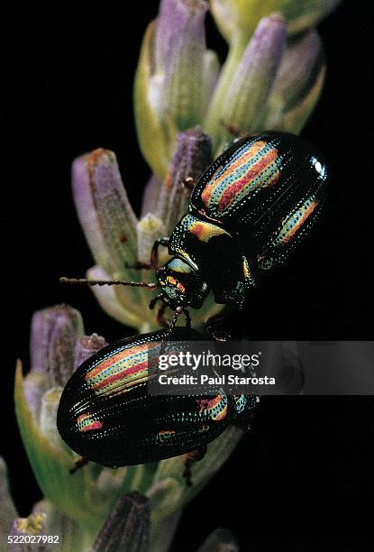 chrysolina americana (rosemary beetle) - chrysolina stock pictures, royalty-free photos & images