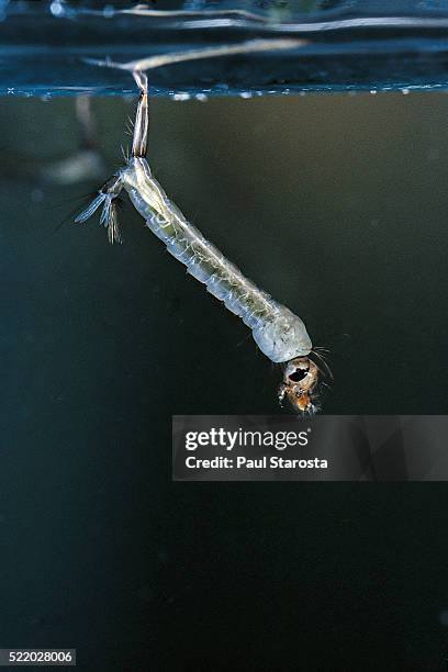 culex pipiens (common house mosquito) - larva - larve stock-fotos und bilder