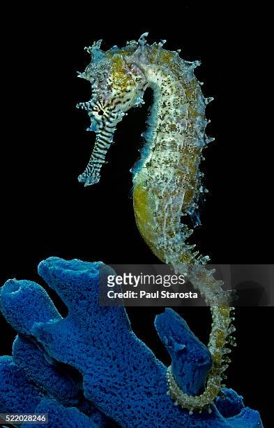 hippocampus kuda (common seahorse, estuary seahorse, yellow seahorse, spotted seahorse) - seahorse stock pictures, royalty-free photos & images