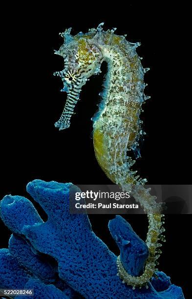 hippocampus kuda (common seahorse, estuary seahorse, yellow seahorse, spotted seahorse) - sjöhäst bildbanksfoton och bilder