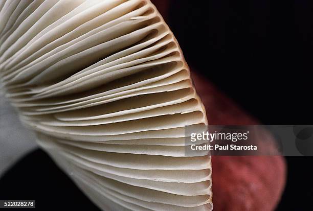 russula atropurpurea (blackish purple russula, purple brittlegill) - detail - fungus gill stock pictures, royalty-free photos & images