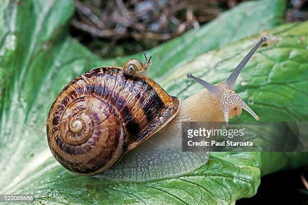 helix aspersa (brown garden snail) - newly hatched with adult - schnecken stock-fotos und bilder