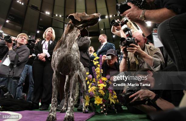 Carlee, a German Shorthaired Pointer, is mobbed by photographers after winning the Westminster Kennel Club Dog Show's Best In Show award at Madison...