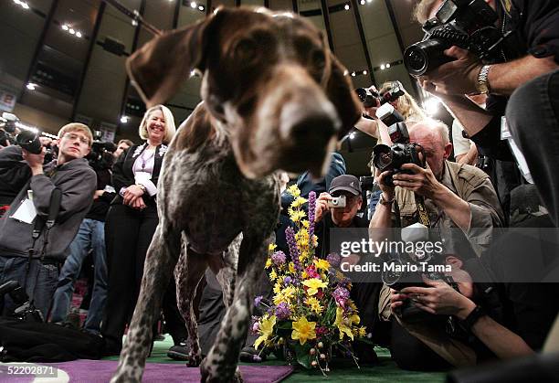 Carlee, a German Shorthaired Pointer, is mobbed by photographers after winning the Westminster Kennel Club Dog Show's Best In Show award at Madison...