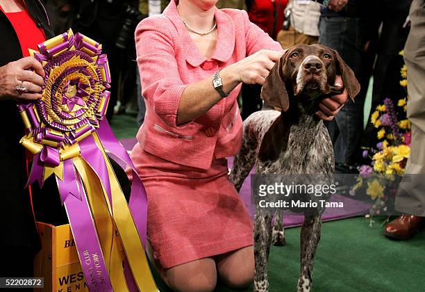 Carlee, a German Shorthaired Pointer, is posed for photographers after winning the Westminster Kennel Club Dog Show's Best In Show award at Madison...