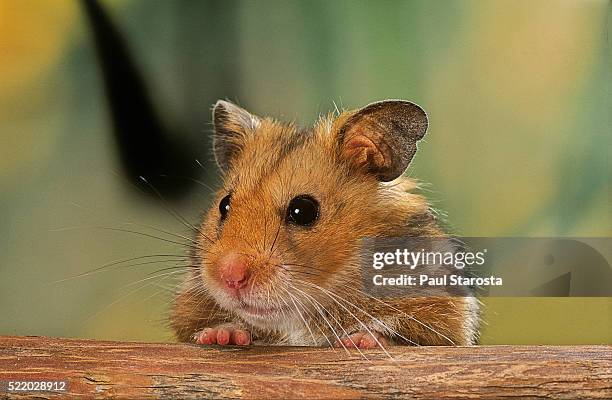 mesocricetus auratus (golden hamster, syrian hamster) - portrait - golden hamster - fotografias e filmes do acervo