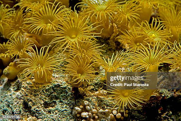 parazoanthus axinella (yellow cluster anemone) - parazoanthus bildbanksfoton och bilder