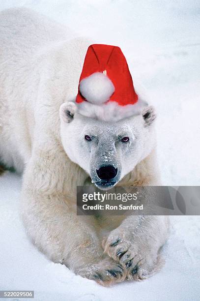 polar santa - funny polar bear stock pictures, royalty-free photos & images