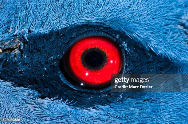 goura victoria pigeon's eye - port moresby stock pictures, royalty-free photos & images