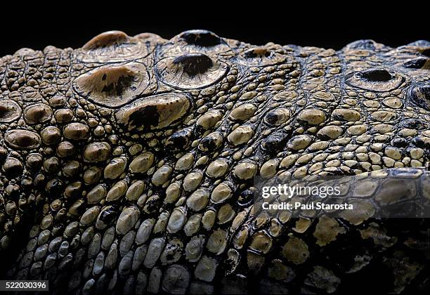 crocodylus porosus (saltwater crocodile) - scales - crocodylus porosus stock pictures, royalty-free photos & images