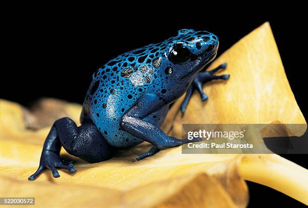 dendrobates azureus (blue poison dart frog) - blue frog stock pictures, royalty-free photos & images