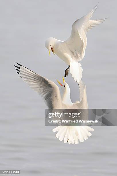 kittiwakes flying and fighting - seagull stockfoto's en -beelden