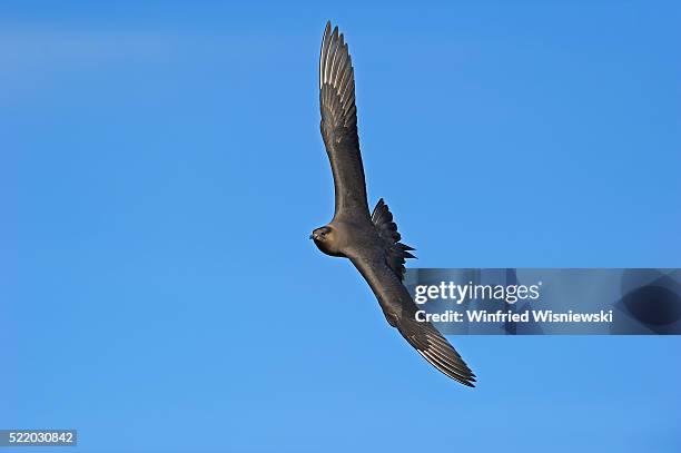 arctic skua flying - arctic skua stock pictures, royalty-free photos & images