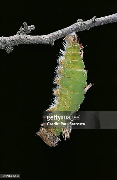morpho peleides (blue morpho) - caterpillar pupating - hatch stock-fotos und bilder