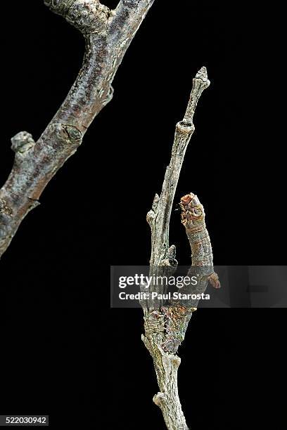 gnophos sp. (annulet) - caterpillar or inchworm camouflaged on twig - geometridae stock-fotos und bilder