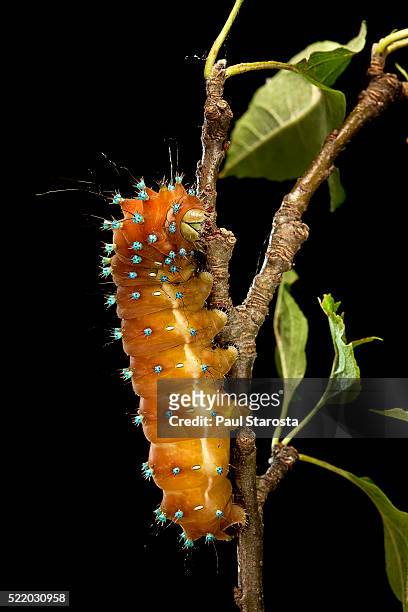 saturnia pyri (giant peacock moth, great peacock moth, large emperor moth) - caterpillar before pupating - caterpillar stock-fotos und bilder