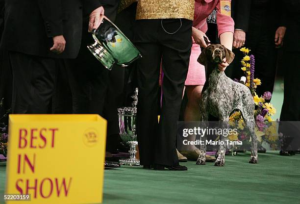 Carlee, a German Shorthaired Pointer, is posed for photographers after winning the Westminster Kennel Club Dog Show's Best In Show award at Madison...