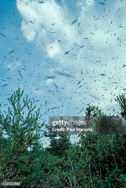 apis mellifera (honey bee) - bee swam flying - honey bee ストックフォトと画像