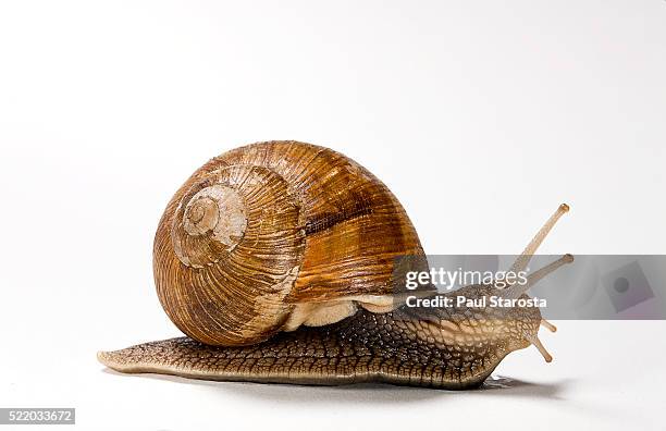 helix pomatia (burgundy snail, roman snail, edible snail, escargot) - helix - fotografias e filmes do acervo