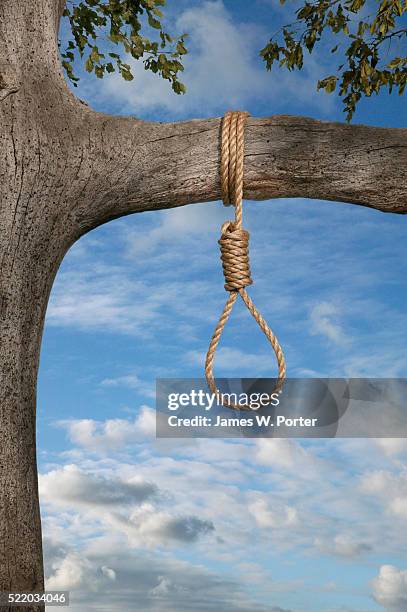 noose hanging from branch - galgenschlinge stock-fotos und bilder