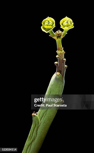 euphorbia dregeana (thickstem milkbush, wolves' milk, elephant's bush, spurge) - elephant on black stock pictures, royalty-free photos & images