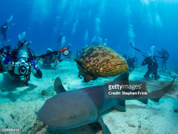 marine life surrounded by photographers. - nurse shark stock pictures, royalty-free photos & images