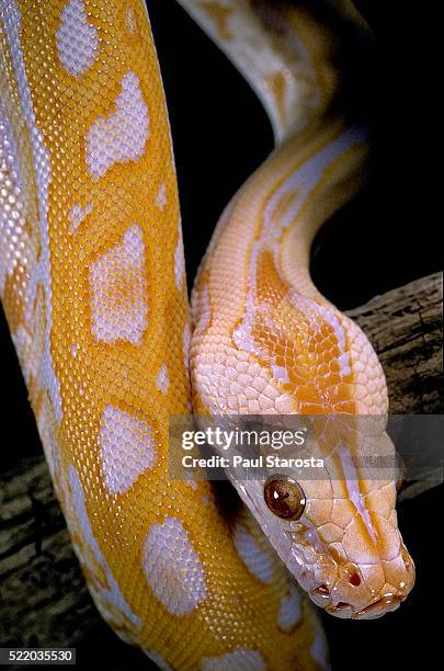 Albino Python Photos and Premium High Res Pictures - Getty Images
