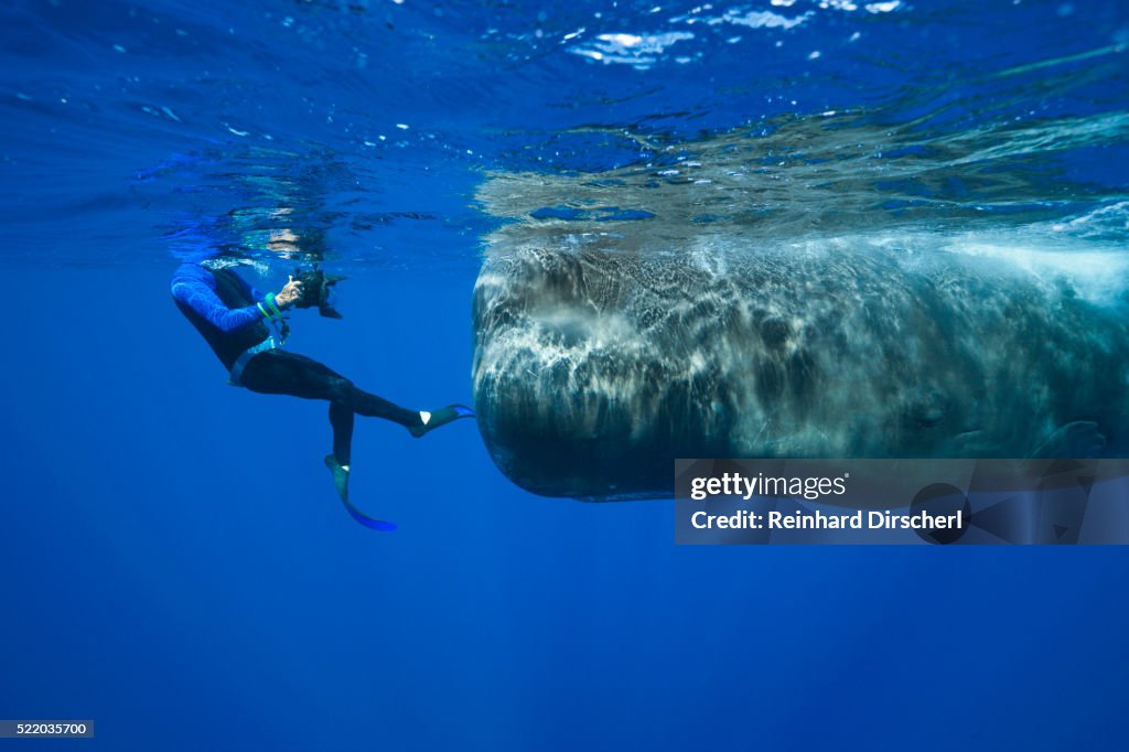 Sperm Whale and a skin diver photographer (Physeter macrocephalus)