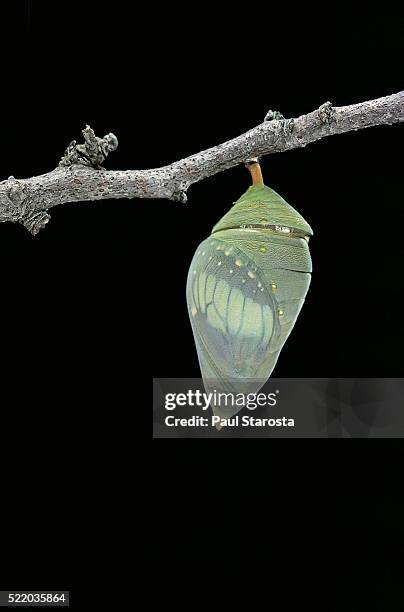 morpho peleides (blue morpho) - pupa before emergence - butterfly cacoon photos et images de collection