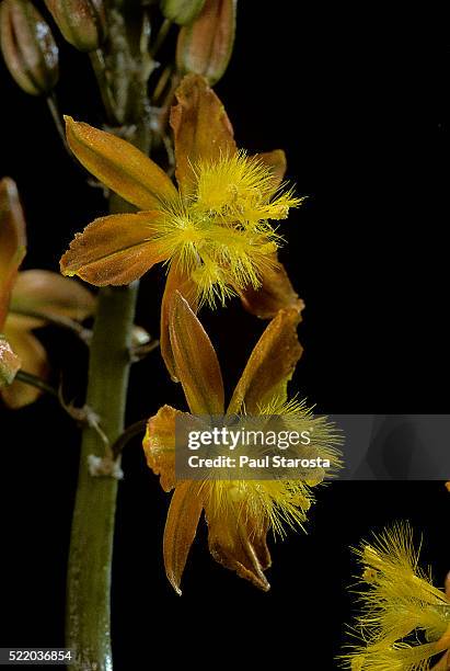 bulbine bulbosa - bulbine stock pictures, royalty-free photos & images
