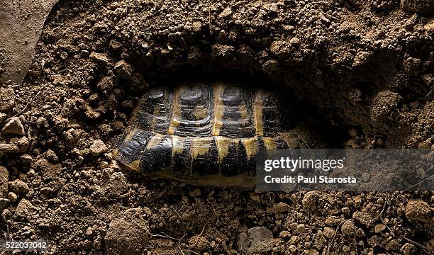 testudo hermanni (western hermann's tortoise) - hibernating in the ground - hibernation stock pictures, royalty-free photos & images