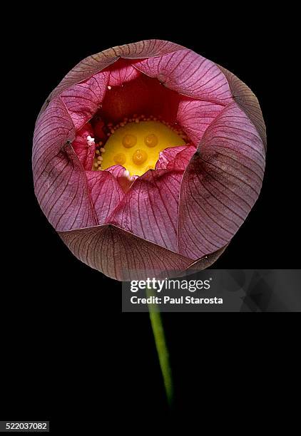 nelumbo nucifera 'sharon' (lotus flower) - lotus flower studio stock pictures, royalty-free photos & images