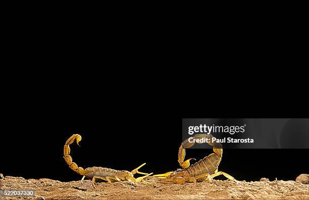 buthus occitanus (common yellow scorpion, common european scorpion) - mating dance - mating dance stock pictures, royalty-free photos & images
