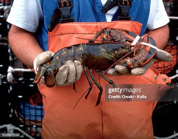 hands holding lobster - maine stock-fotos und bilder