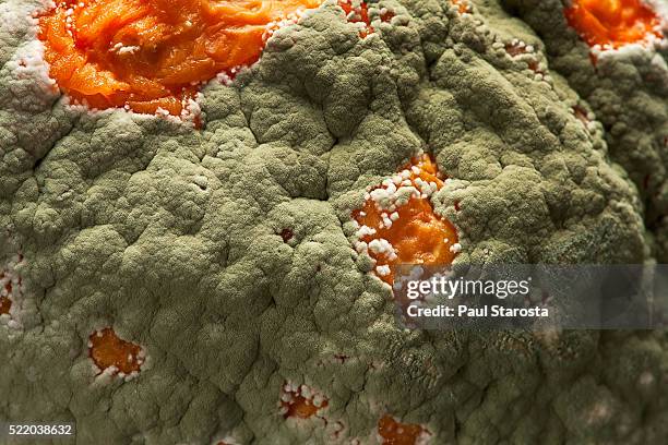 penicillium digitatum (green mould of citrus fruits) - aspergillus stockfoto's en -beelden