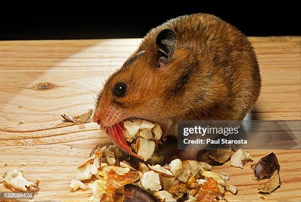 mesocricetus auratus (golden hamster, syrian hamster) - emptying its cheek pouches - cheek pouch stockfoto's en -beelden