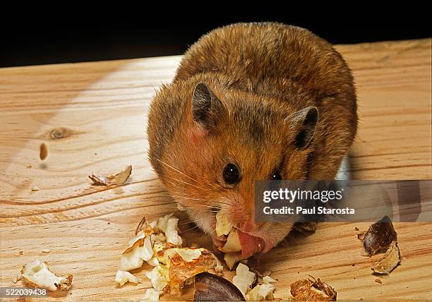 mesocricetus auratus (golden hamster, syrian hamster) - emptying its cheek pouches - cheek pouch stockfoto's en -beelden