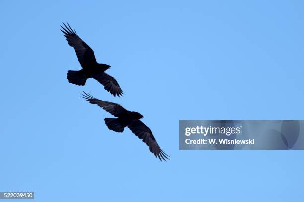 Ri Raven Common Raven Photos and Premium High Res Pictures - Getty Images