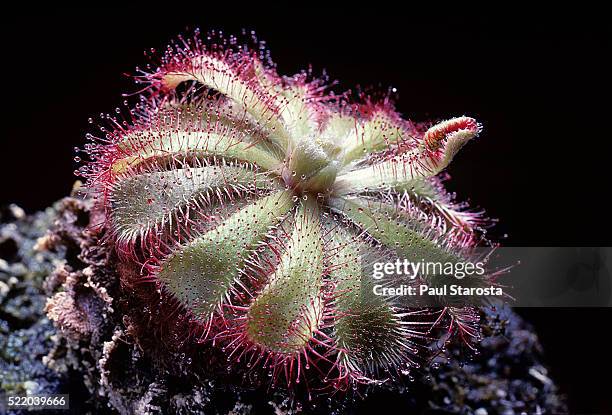 drosera aliciae (alice sundew, australian sundew) - carnivorous plant stock pictures, royalty-free photos & images