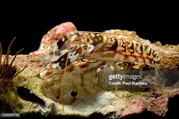 alpheus bellulus (tiger pistol shrimp, beautiful goby shrimp) - prawn stock-fotos und bilder
