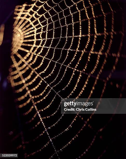 Spoad Web 1.869 Wet Spider Web Stock Photos, High-Res Pictures, and Images ...