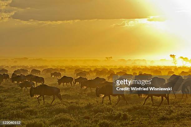 herd of wildebeest at sunrise - migrating stock pictures, royalty-free photos & images