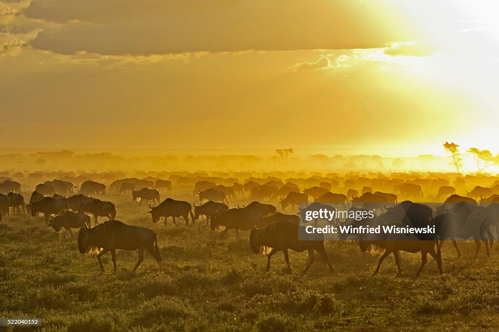 Herd of wildebeest at sunrise