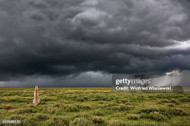 cheetah sitting in landscape facing thunderstorm - serengeti national park stock pictures, royalty-free photos & images