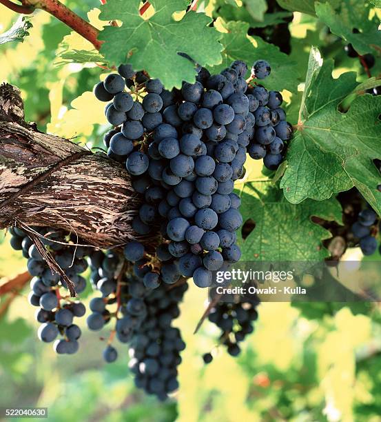 cabernet sauvignon grapes on vine - cabernet sauvignon traube stock-fotos und bilder